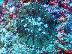 Rhodactis bryoides