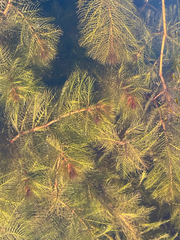 Myriophyllum