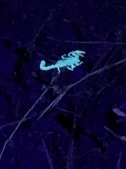 Paruroctonus silvestrii
