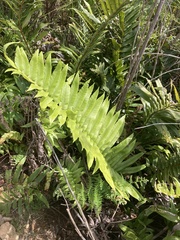 Blechnum capense