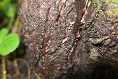 Ascocoryne sarcoides