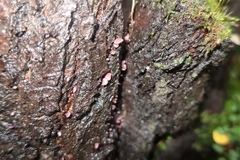 Ascocoryne sarcoides