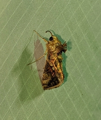 Argyrogramma verruca