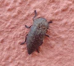 Capnodis tenebricosa