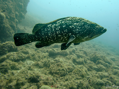 Epinephelus marginatus