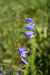 Campanula rhomboidalis