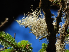 Ramalina farinacea