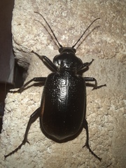 Calosoma marginale