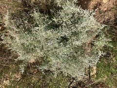 Dicerothamnus rhinocerotis