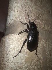 Calosoma marginale