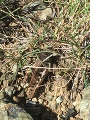 Gomphocerus sibiricus