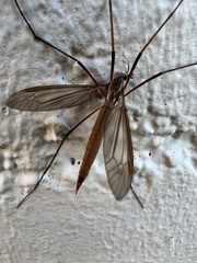 Platytipula