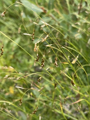 hair-like sedge (Carex capillaris)