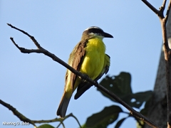 Megarynchus pitangua