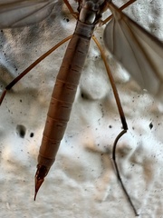 Platytipula