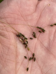 Carex capillaris