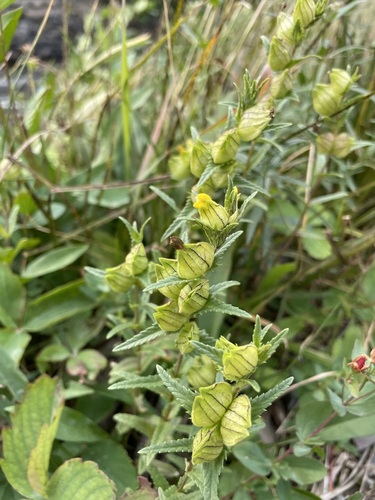 Northern yellow rattle (Rhinanthus groenlandicus)