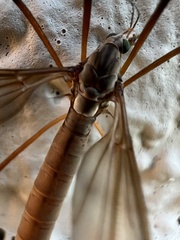 Platytipula