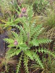 Cirsium ehrenbergii