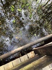 Nerodia fasciata pictiventris