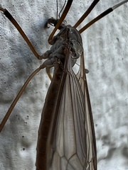 Platytipula