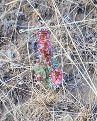 Pyankovia brachiata