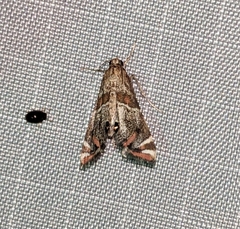 Petrophila jaliscalis