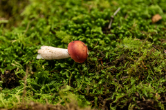Russula peckii