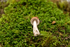 Russula peckii