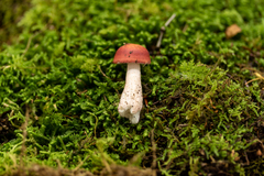 Russula peckii