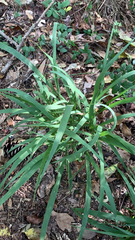 Chasmanthium sessiliflorum