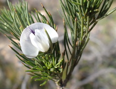 Psoralea sordida