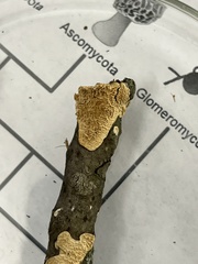 Steccherinum ochraceum