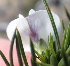 Psoralea sordida