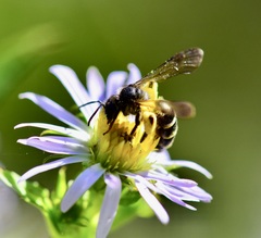 Andrena robervalensis