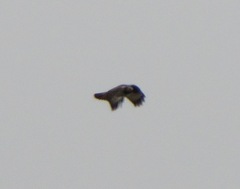 Buteo lagopus