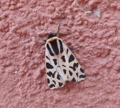Cymbalophora pudica
