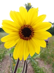 Helianthinae