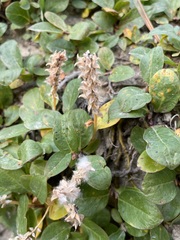 Salix arctica