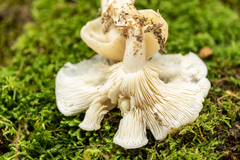 Leucocybe connata