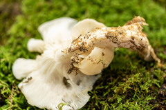 Leucocybe connata