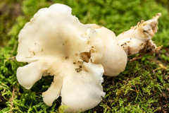Leucocybe connata