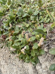 Salix arctica