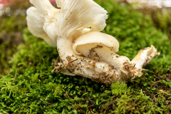 Leucocybe connata