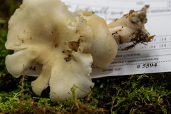 Leucocybe connata