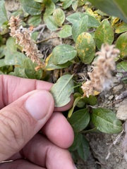 Salix arctica