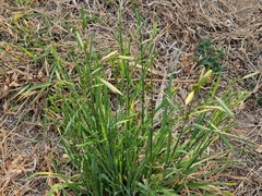 Bromus catharticus