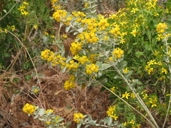 Stirtonanthus taylorianus