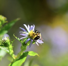 Andrena robervalensis