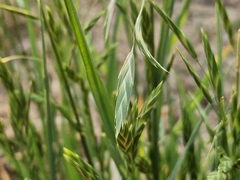 Bromus catharticus